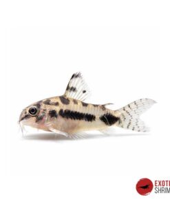 CORYDORAS HABROSUS