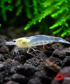 JAPONICA SNOW WHITE