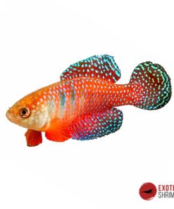 HYPSOLEBIAS PICTURATUS - PAREJA