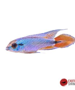 APISTOGRAMMA AGASSIZII ALENQUER NEON BLUE