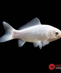 COMETA BLANCO 4-5CM