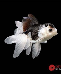 ORANDA PANDA 5-6CM