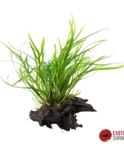 MICROSORUM PTEROPUS TRIDENT EN RAÍZ