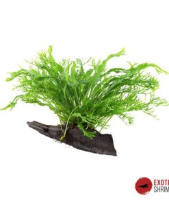 MICROSORUM PTEROPUS WINDELOV EN RAÍZ