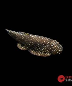 GASTROMYZON CTENOCEPHALUS