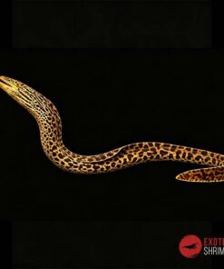 MORENA LEOPARDO - GYMNOTHORAX POLYURANODON 40CM