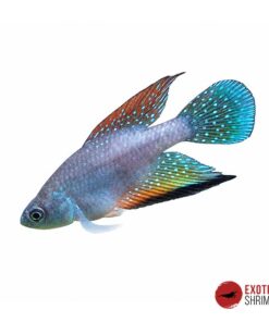 HYPSOLEBIAS FAOURI - PAREJA