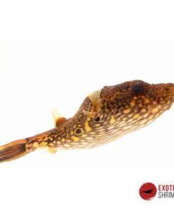 PEZ GLOBO DRAGON - TETRAODON PALEMBANGENSIS
