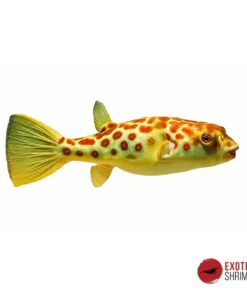 TETRAODON PUSTULATUS