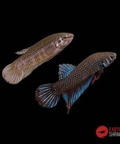 BETTA IMBELLIS