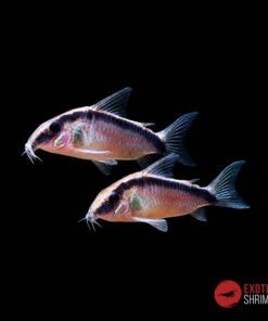 CORYDORAS ARCUATUS