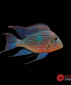 GEOPHAGUS SVENI 8-10CM
