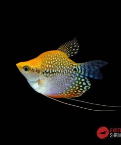 GOURAMI PERLA BALON ORO