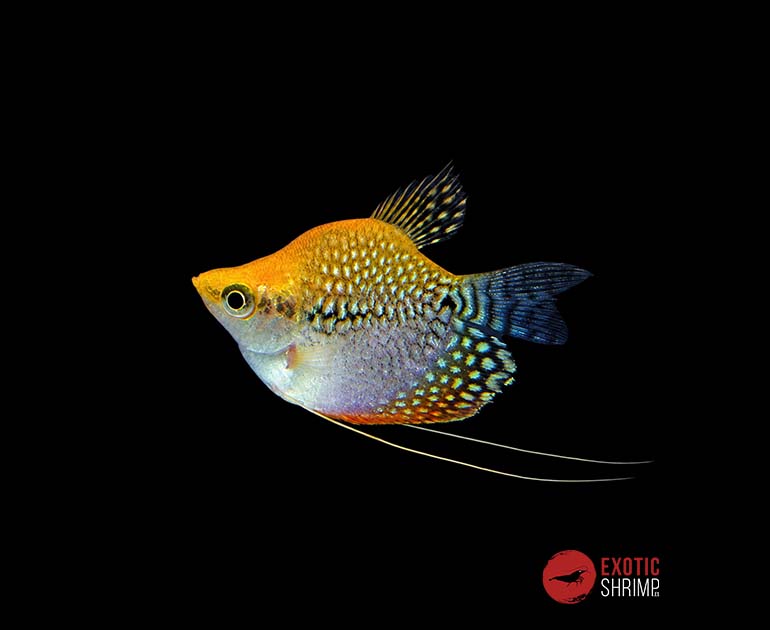 gourami perla balon oro