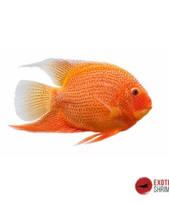 HEROS SEVERUM RED SPOT 6CM