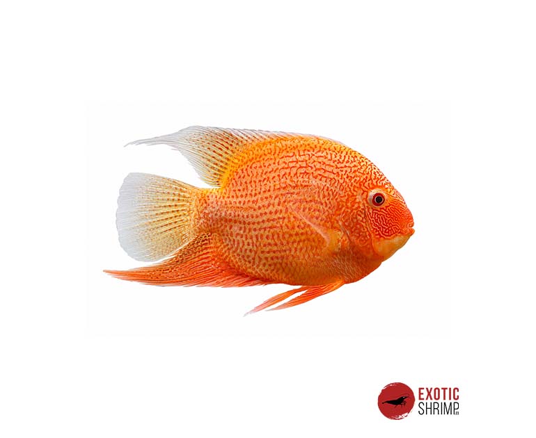 heros severum red spot