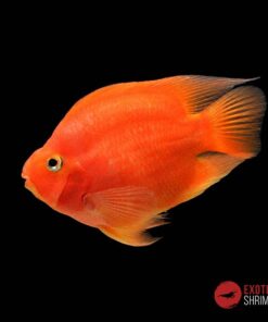 CICHLASOMA SP. PARROT RED - PEZ LORO ROJO 10cm