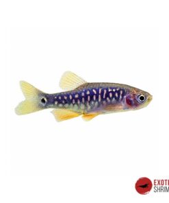 RASBORA GALAXY ESMERALDA - HIBRIDO