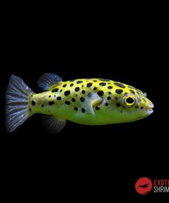 PEZ GLOBO VERDE MOTEADO - TETRAODON NIGROVIRIDIS