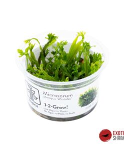 MICROSORUM PTEROPUS “WINDELOV” - IN-VITRO