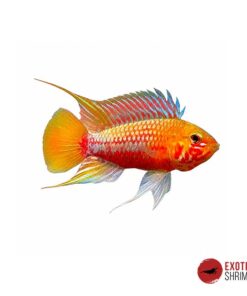 APISTOGRAMMA HONGSLOI II RED