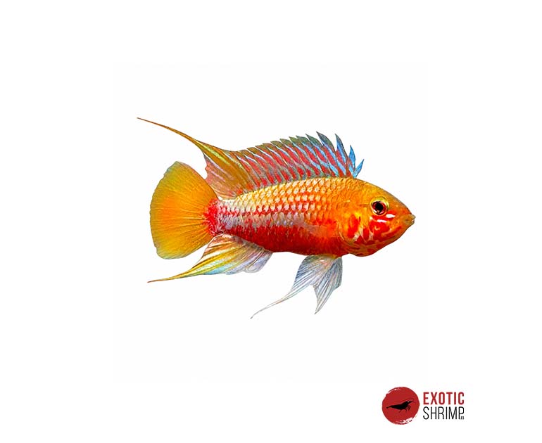 APISTOGRAMMA HONGSLOI II RED