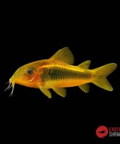 CORYDORAS AENEUS PERU GOLD STRIPE