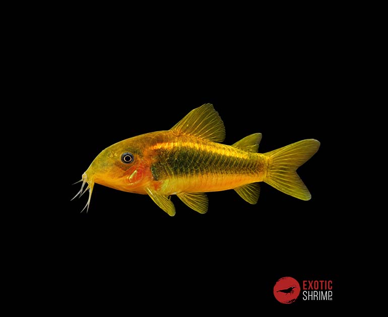 CORYDORAS AENEUS PERU GOLD STRIPE