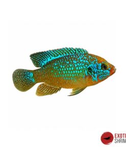 Hemichromis Lifalili Blue