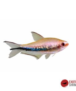 TETRA EMPERADOR ARCOIRIS - NEMATOBRYCON LACORTEI