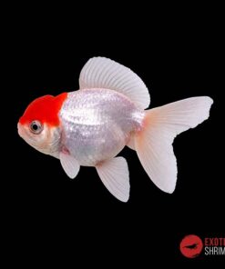 ORANDA BOINA ROJA 5-6cm