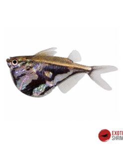 PEZ HACHA MÁRMOL - CARNEGIELLA STRIGATA