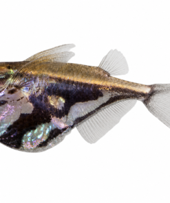 PEZ HACHA MÁRMOL - CARNEGIELLA STRIGATA