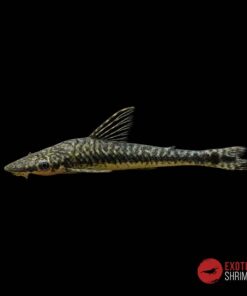 OTOCINCLUS GIGANTE - Hypoptopoma gulare