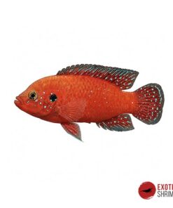 HEMICHROMIS EXSUL