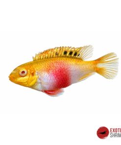 Cíclido Kribensis Albino Red – Pelvicachromis Pulcher