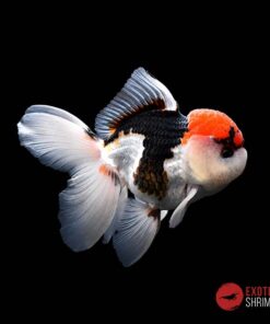 ORANDA TRICOLOR 5-6cm