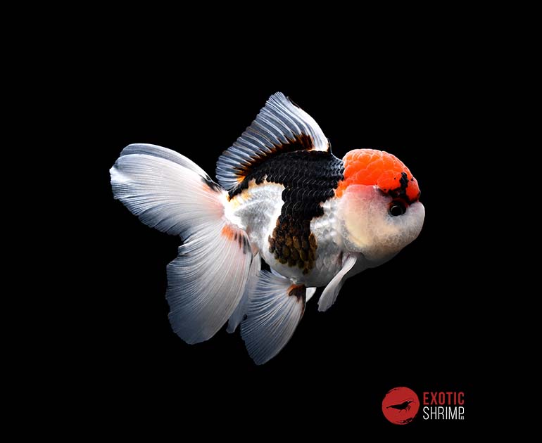 oranda tricolor