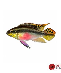 Cíclido Kribensis - Pelvicachromis Pulcher