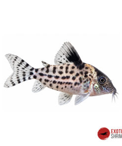 CORYDORAS AGASSIZII