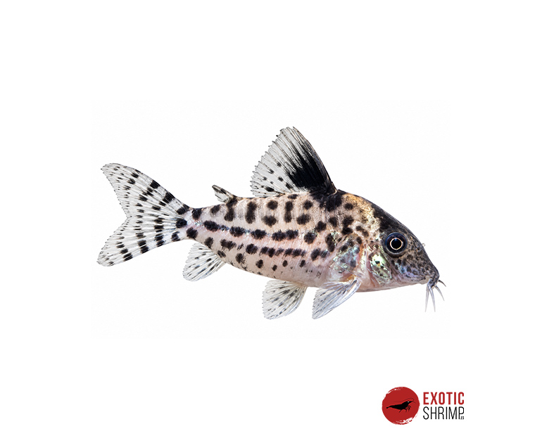 CORYDORAS AGASSIZII
