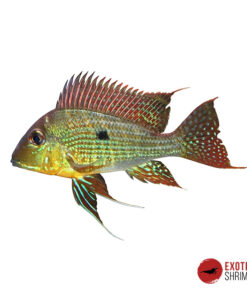 GEOPHAGUS SURINAMENSIS 6-7cm