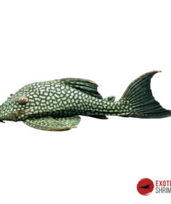 L330 PANAQUE LAURAFABIANAE 20cm