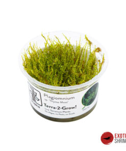 Plagiomnium sp. 'Thyme Moss' - IN-VITRO