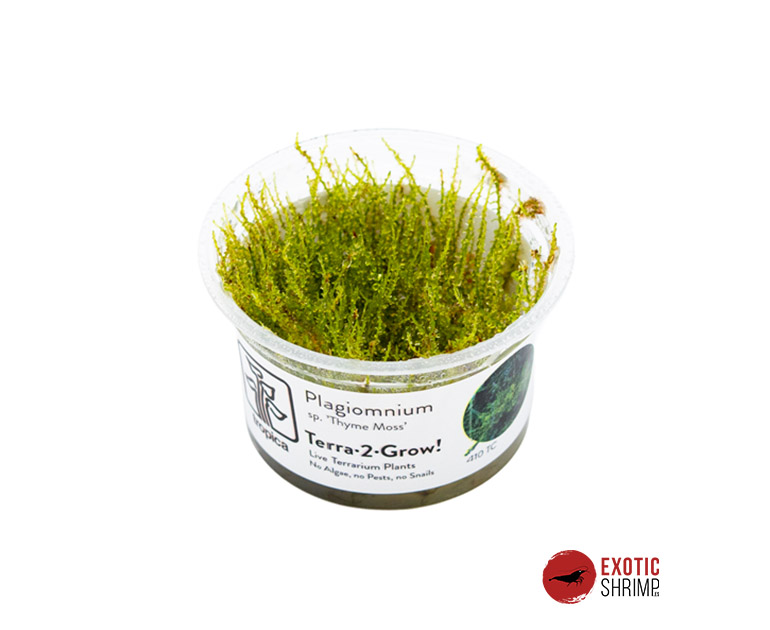 Plagiomnium sp. 'Thyme Moss'