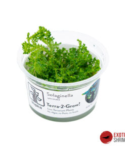 Selaginella Uncinata - IN-VITRO
