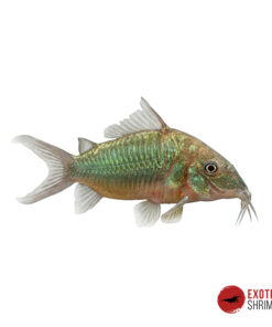 CORYDORAS ESMERALDAS - BROCHIS SPLENDENS