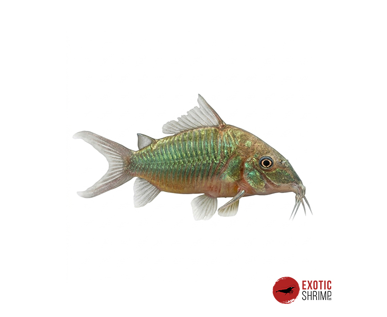 brochis splendens
