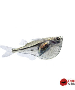 PEZ HACHA ENANO DE MYERS - CARNEGIELLA MYERSI