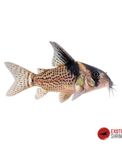 CORYDORAS CW027 - HIGH FIN SPOTTED